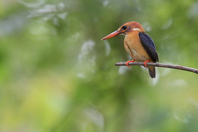 BUITEN BEELD Foto: 304859