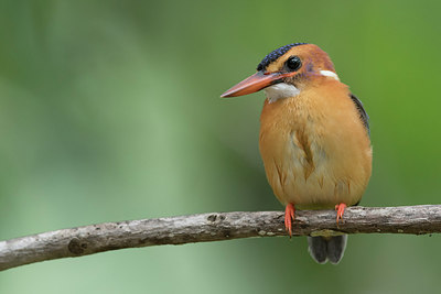 BUITEN BEELD Foto: 304860