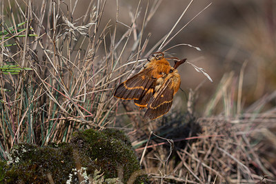 BUITEN BEELD Foto: 304913