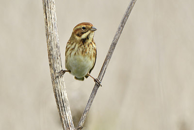 BUITEN BEELD Foto: 304947