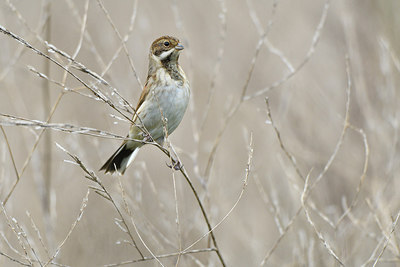 BUITEN BEELD Foto: 304953