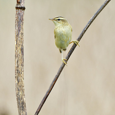 BUITEN BEELD Foto: 304959