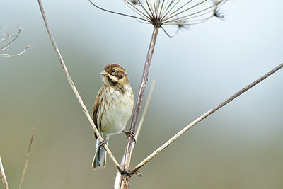 BUITEN BEELD Foto: 304965