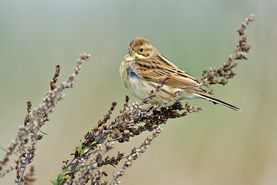 BUITEN BEELD Foto: 304970