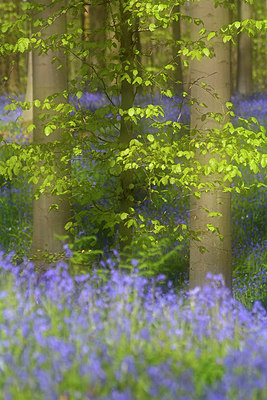 BUITEN BEELD Foto: 304990