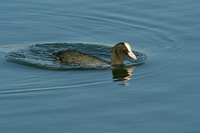 BUITEN BEELD Foto: 304997