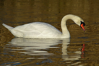 BUITEN BEELD Foto: 305006