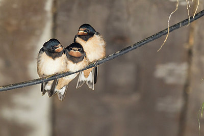 BUITEN BEELD Foto: 305025