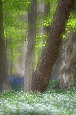 BUITEN BEELD Foto: 305026
