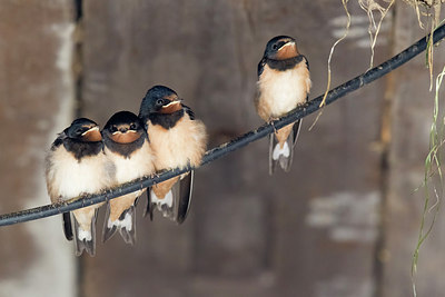 BUITEN BEELD Foto: 305027