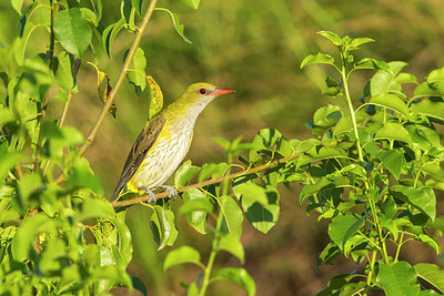 BUITEN BEELD Foto: 305043