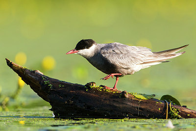 BUITEN BEELD Foto: 305048