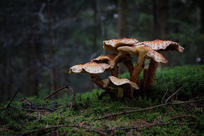 BUITEN BEELD Foto: 305058