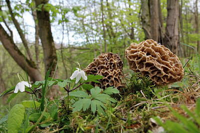 BUITEN BEELD Foto: 305070