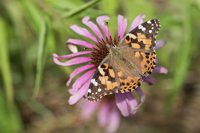 BUITEN BEELD Foto: 305148