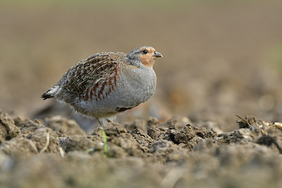 BUITEN BEELD Foto: 305249