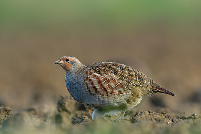 BUITEN BEELD Foto: 305250