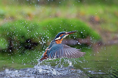 BUITEN BEELD Foto: 305262