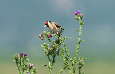 BUITEN BEELD Foto: 305282