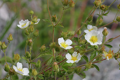 BUITEN BEELD Foto: 305304
