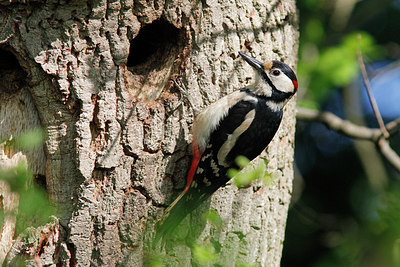 BUITEN BEELD Foto: 305348
