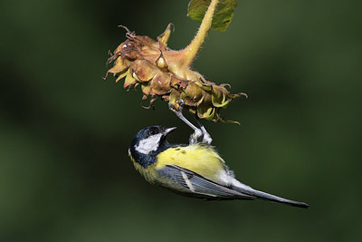 BUITEN BEELD Foto: 305356