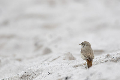 BUITEN BEELD Foto: 305360