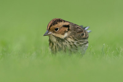 BUITEN BEELD Foto: 305370