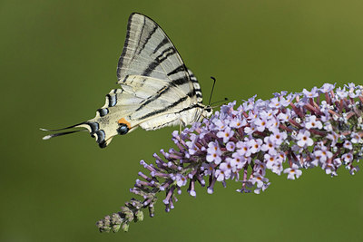 BUITEN BEELD Foto: 305371