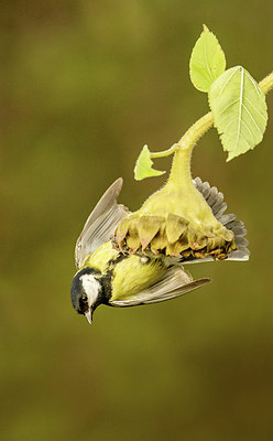 BUITEN BEELD Foto: 305421