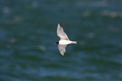 BUITEN BEELD Foto: 305472