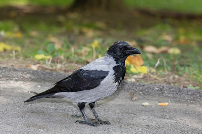 BUITEN BEELD Foto: 305523