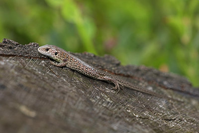 BUITEN BEELD Foto: 305606