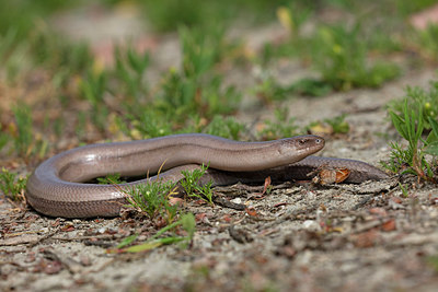 BUITEN BEELD Foto: 305613