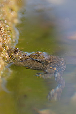 BUITEN BEELD Foto: 305622