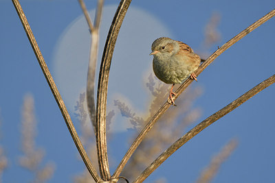 BUITEN BEELD Foto: 305744