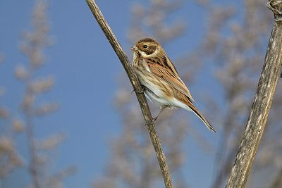BUITEN BEELD Foto: 305745
