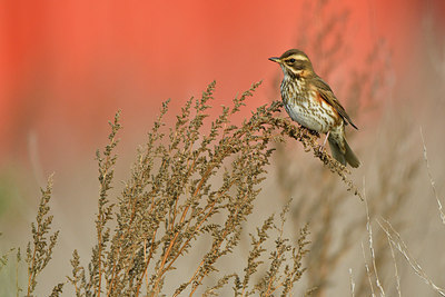 BUITEN BEELD Foto: 305750