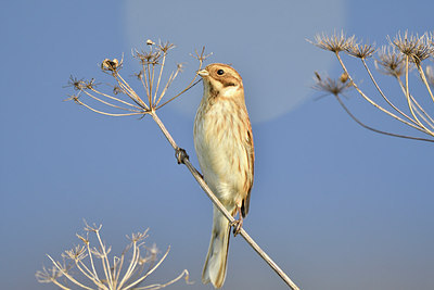 BUITEN BEELD Foto: 305754