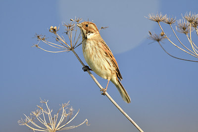 BUITEN BEELD Foto: 305755