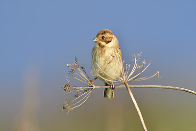 BUITEN BEELD Foto: 305756