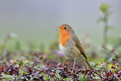 BUITEN BEELD Foto: 305761