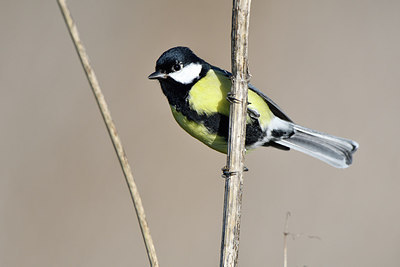 BUITEN BEELD Foto: 305766