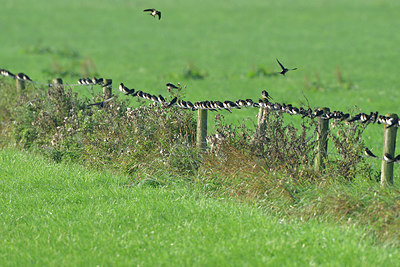 BUITEN BEELD Foto: 305767