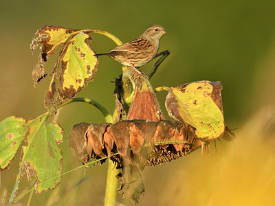 BUITEN BEELD Foto: 305773
