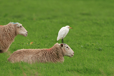 BUITEN BEELD Foto: 305784