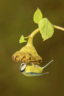 BUITEN BEELD Foto: 305787