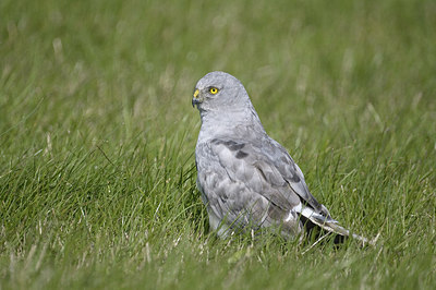BUITEN BEELD Foto: 305800