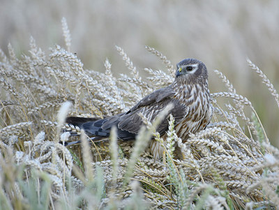 BUITEN BEELD Foto: 305821