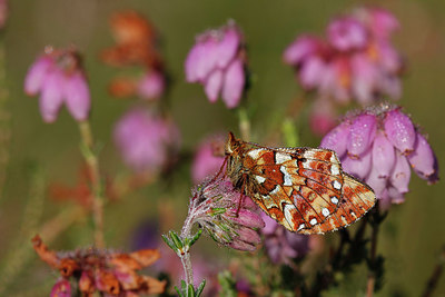 BUITEN BEELD Foto: 305878